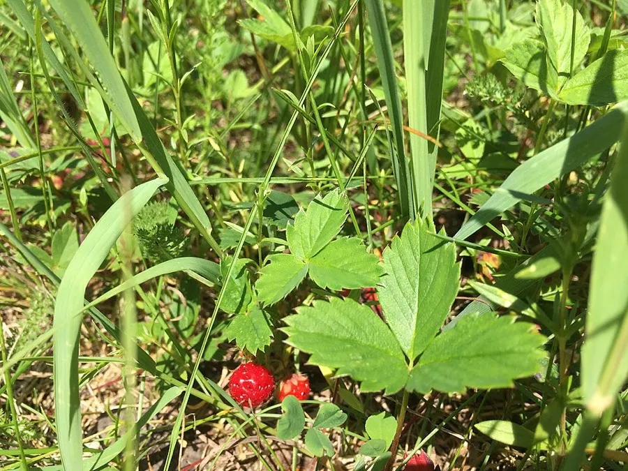 Wild Strawberry (Fragaria virginiana)