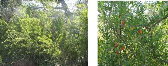 Texas Wolfberry (Lycium carolinianum)