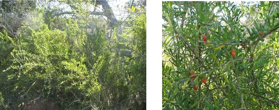 Texas Wolfberry (Lycium carolinianum)