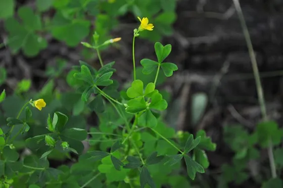 Wood Sorrel (Oxalis stricta)