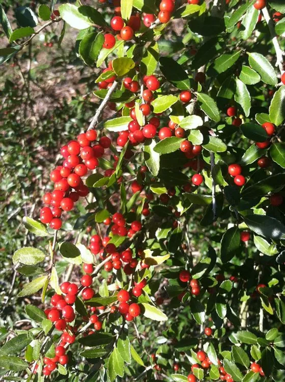 Yaupon Holly (Ilex vomitoria)