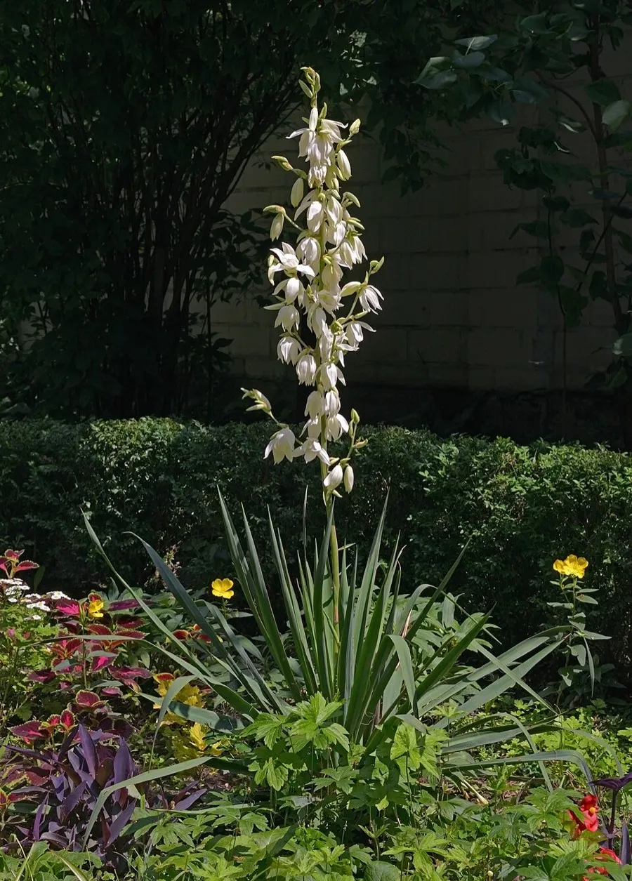 Yucca (Yucca)